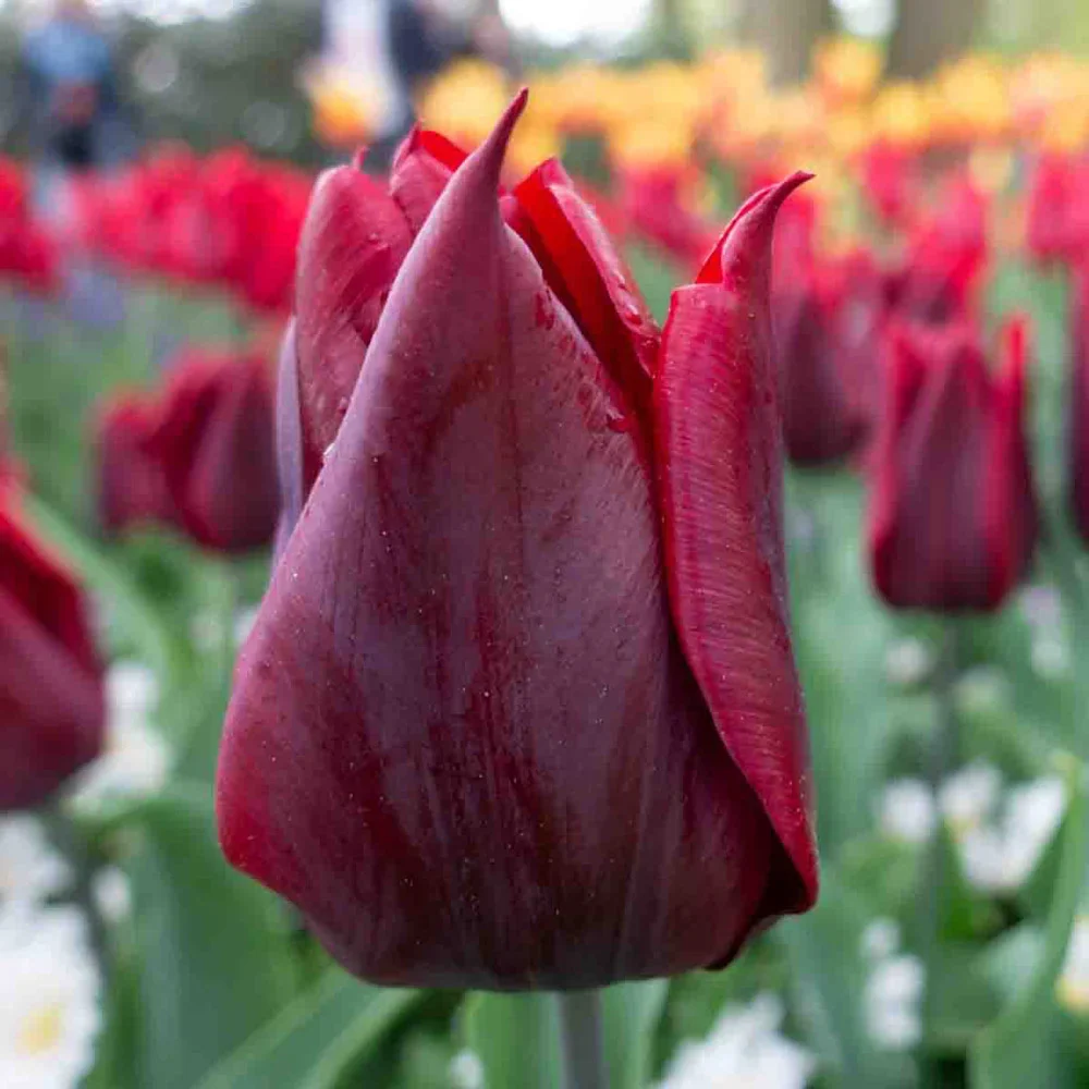 Lily Flowering Tulip Lasting Love - Image 4