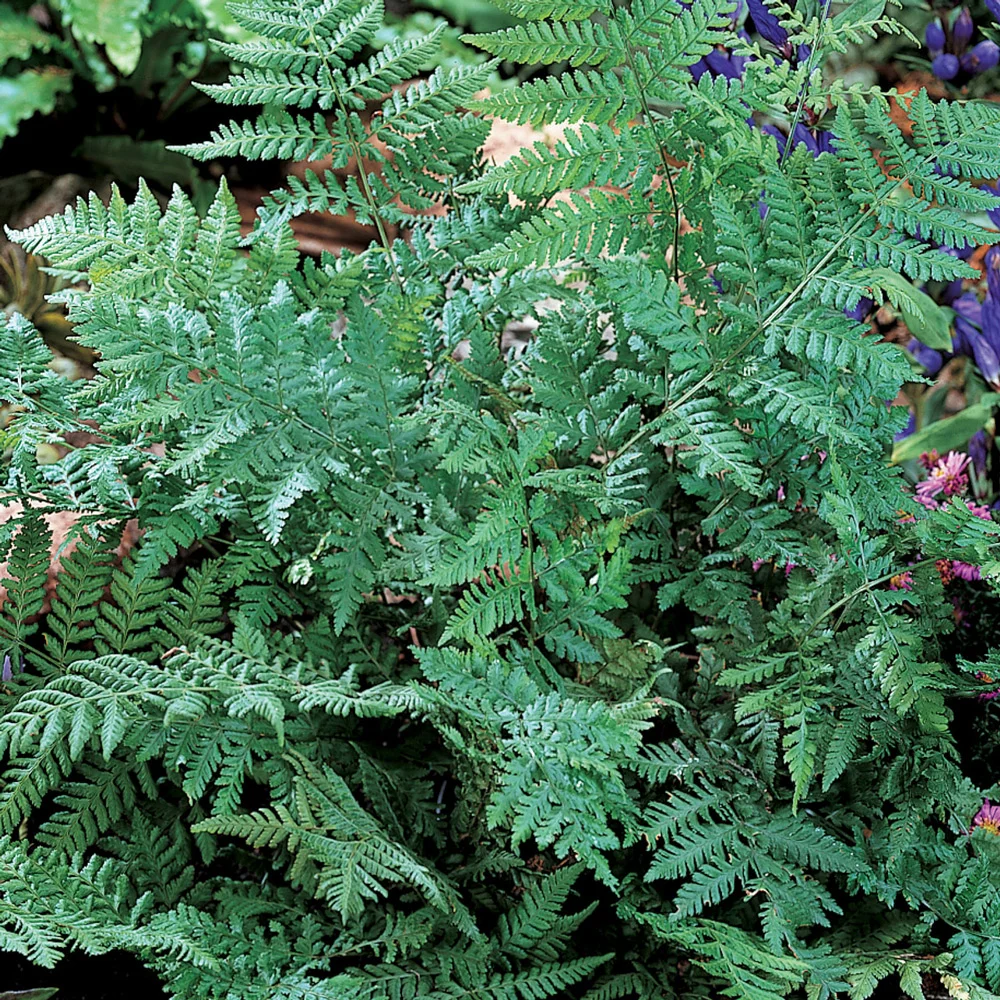 Leatherwood Fern