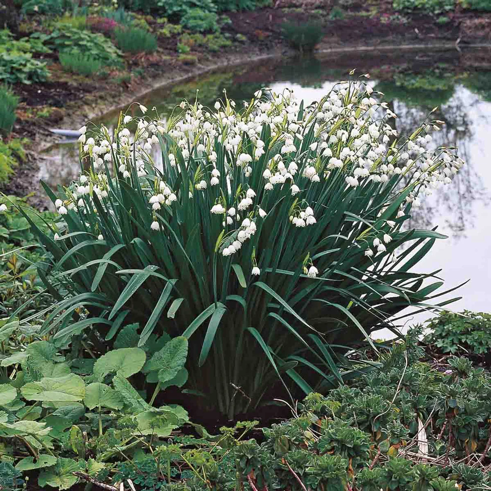 Leucojum aestivum (Summer Snowflake) - Image 3