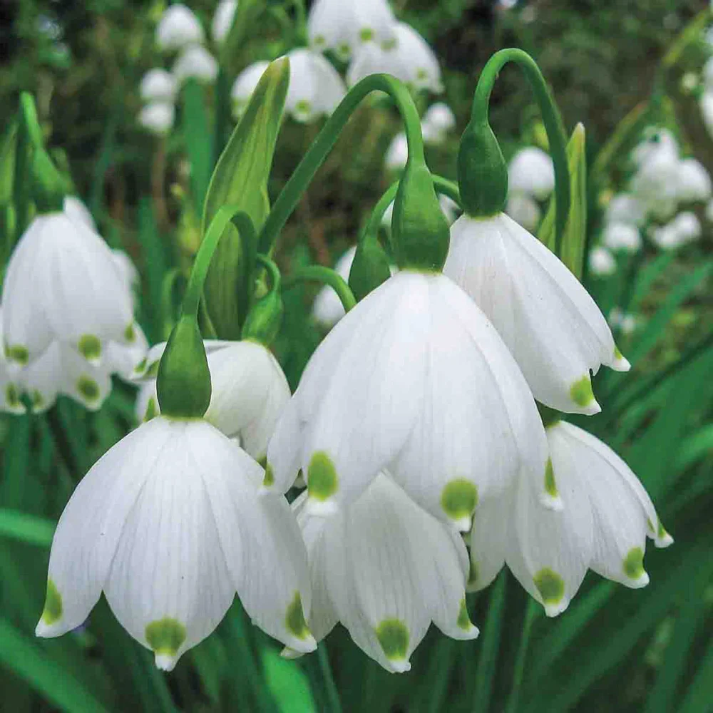 Leucojum aestivum (Summer Snowflake) - Image 4