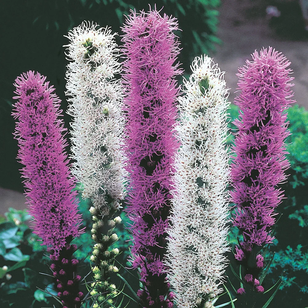 Liatris Mixture - Image 2