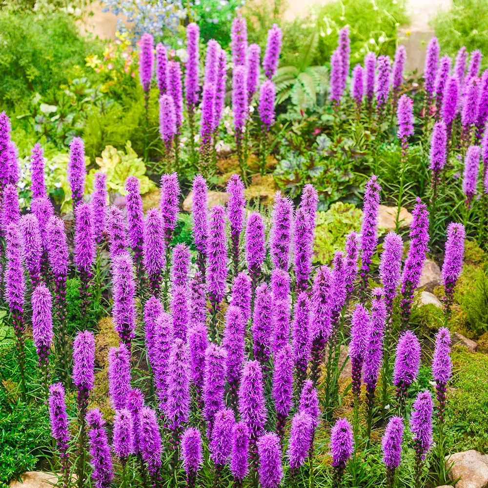 Liatris spicata