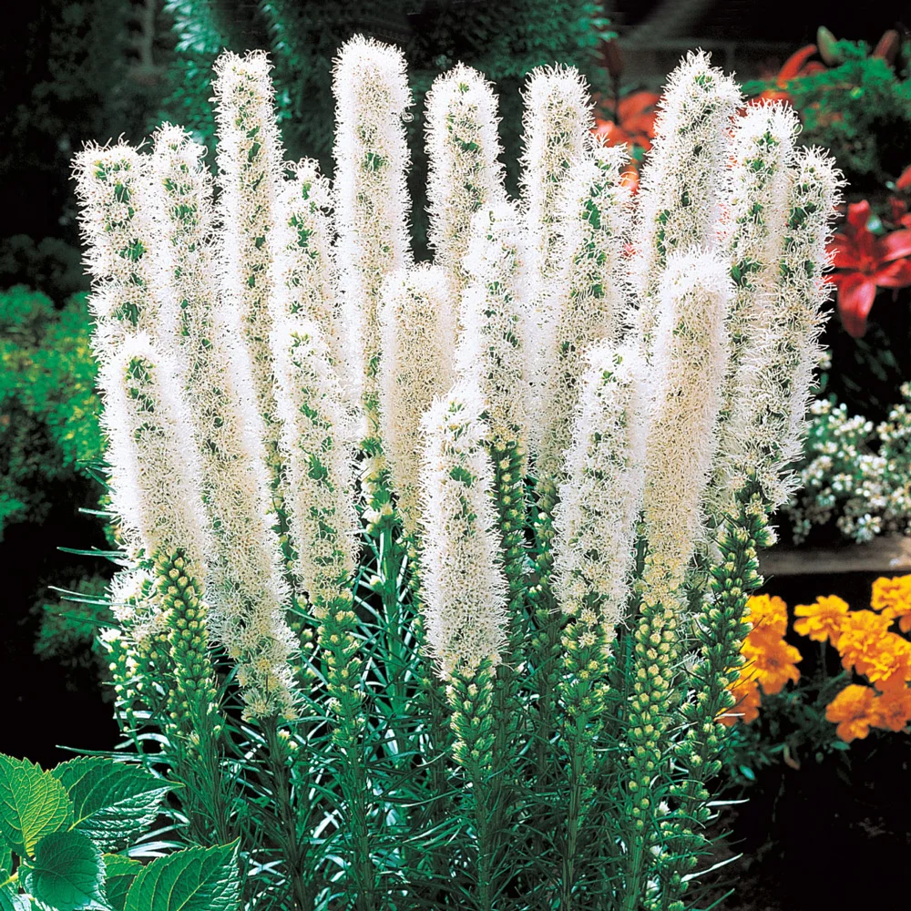 Liatris spicata Floristan Weiss