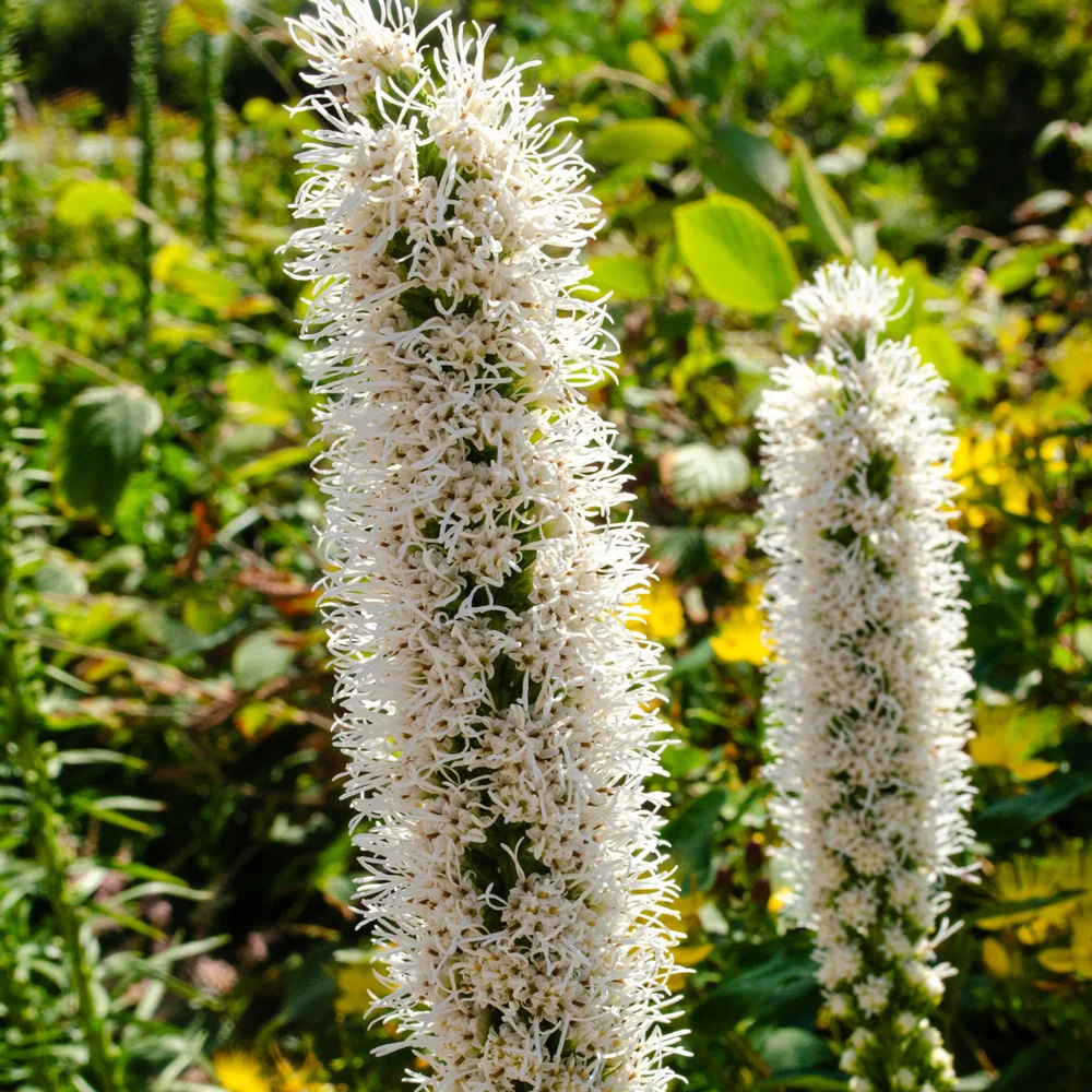 Liatris spicata Floristan Weiss - Image 3