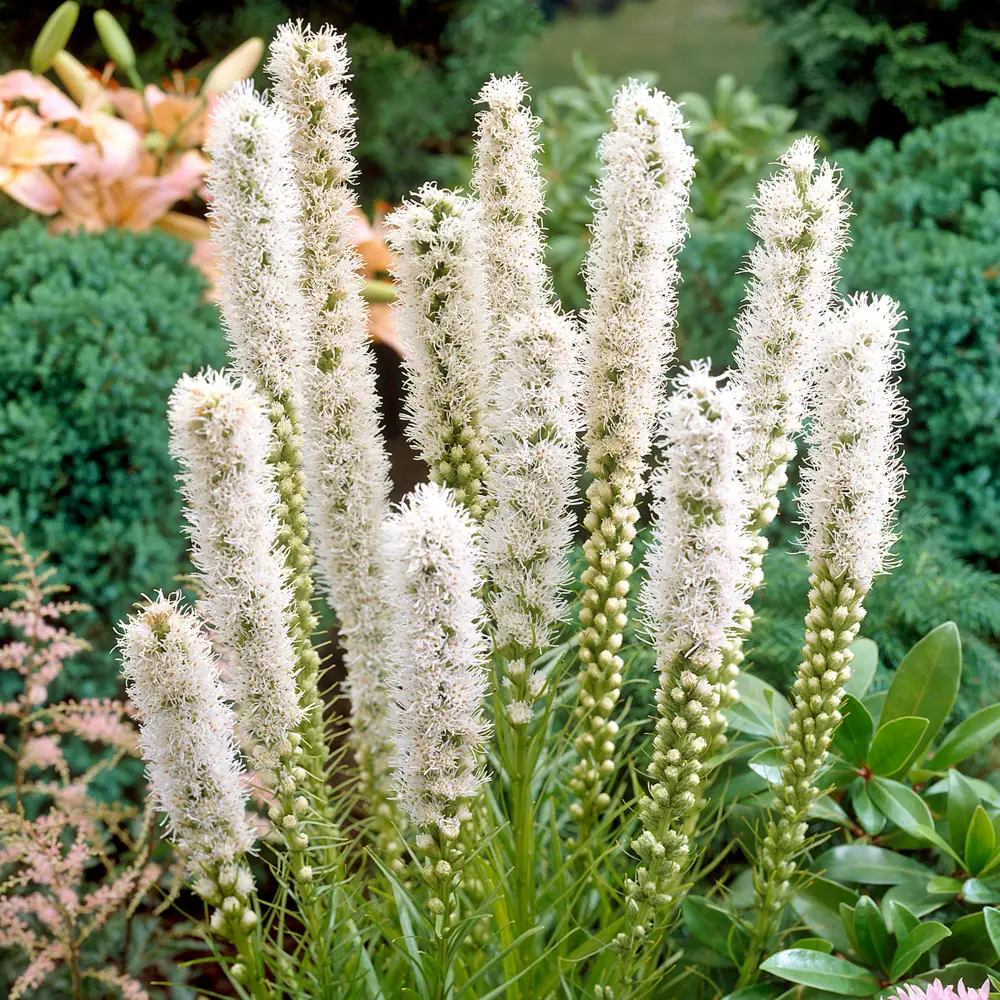 Liatris spicata Floristan Weiss - Image 4