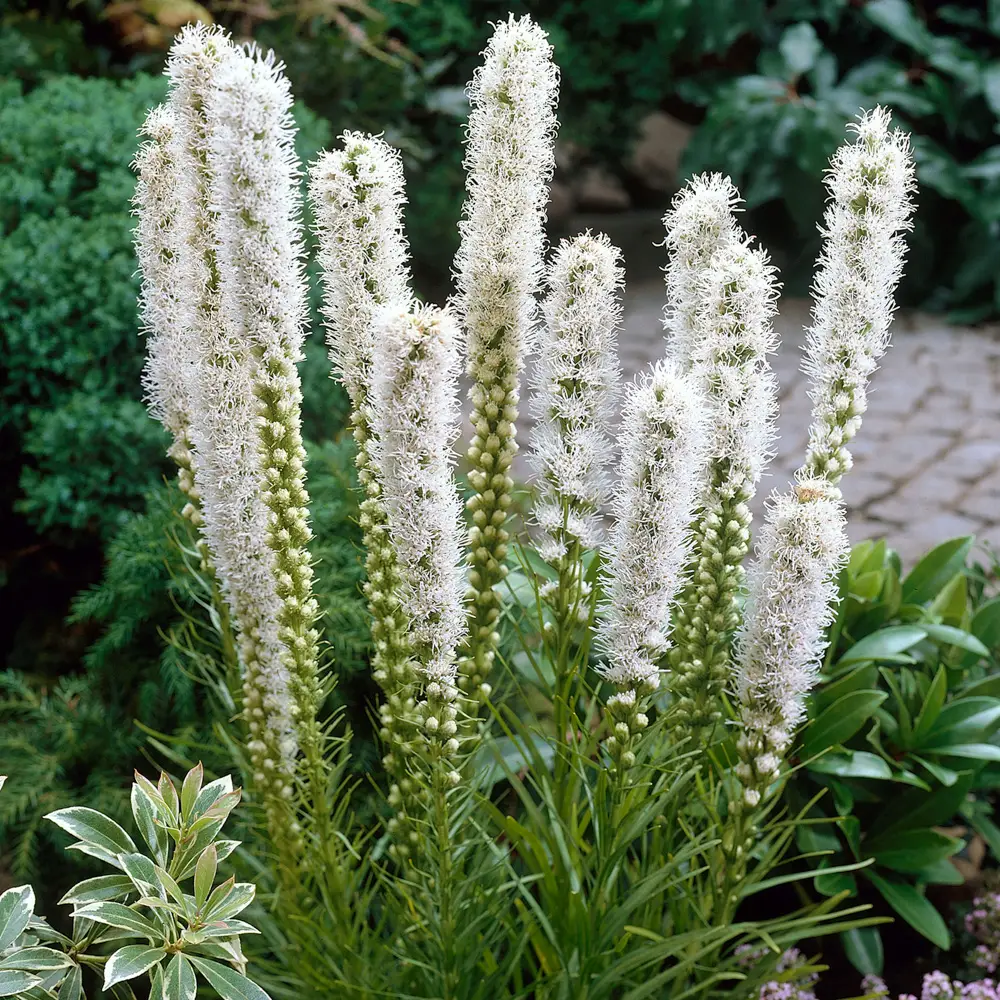Liatris spicata Floristan Weiss - Image 5