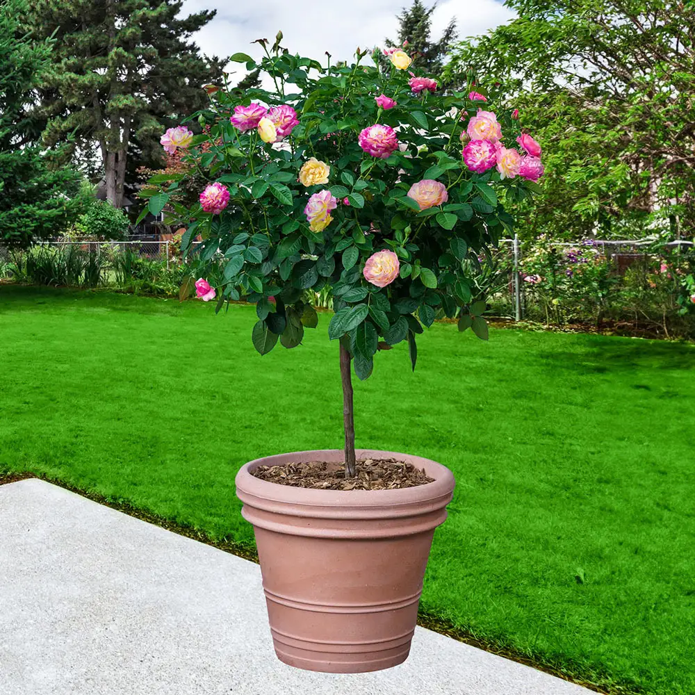 36" Tree Rose Life Of The Party™