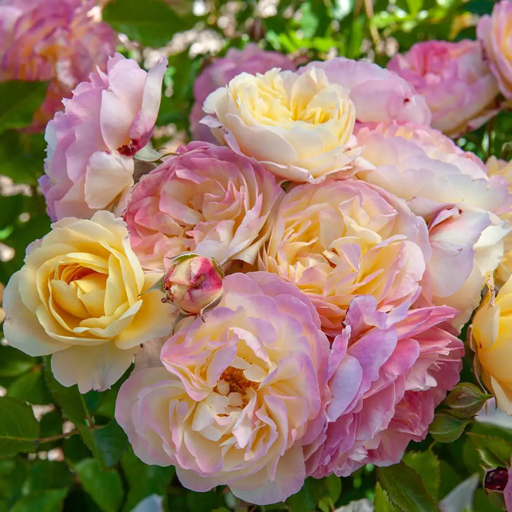 36" Tree Rose Life Of The Party™ - Image 3