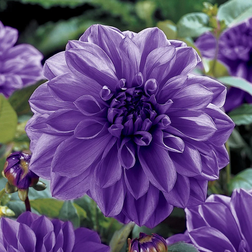 Giant Dinnerplate Dahlia Lilac Time - Image 5