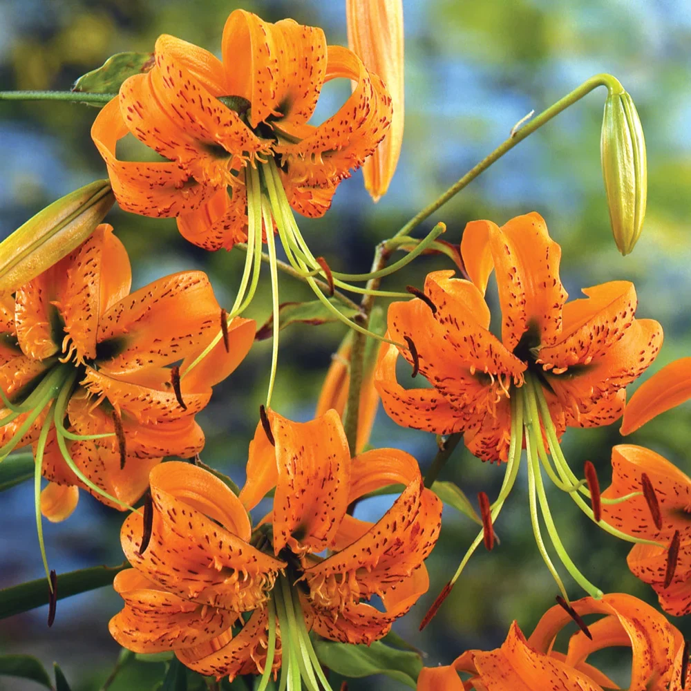 Lilium henryi