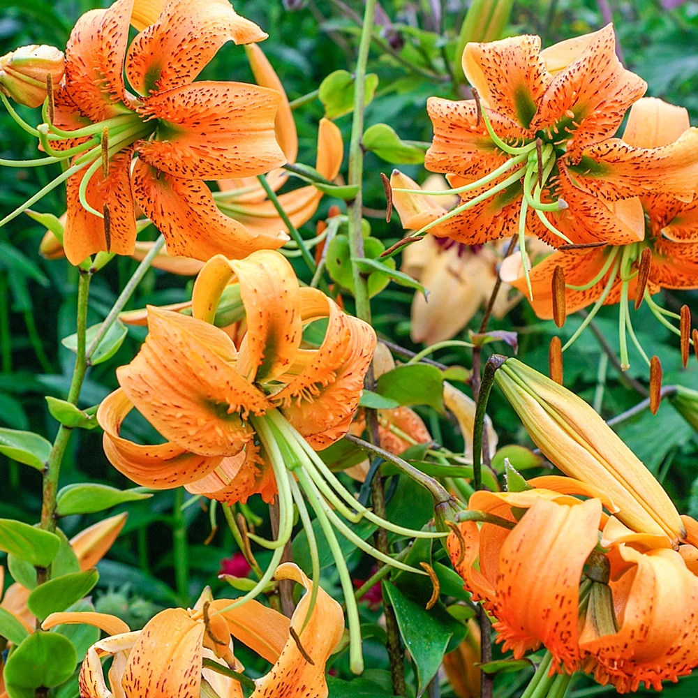 Lilium henryi - Image 2