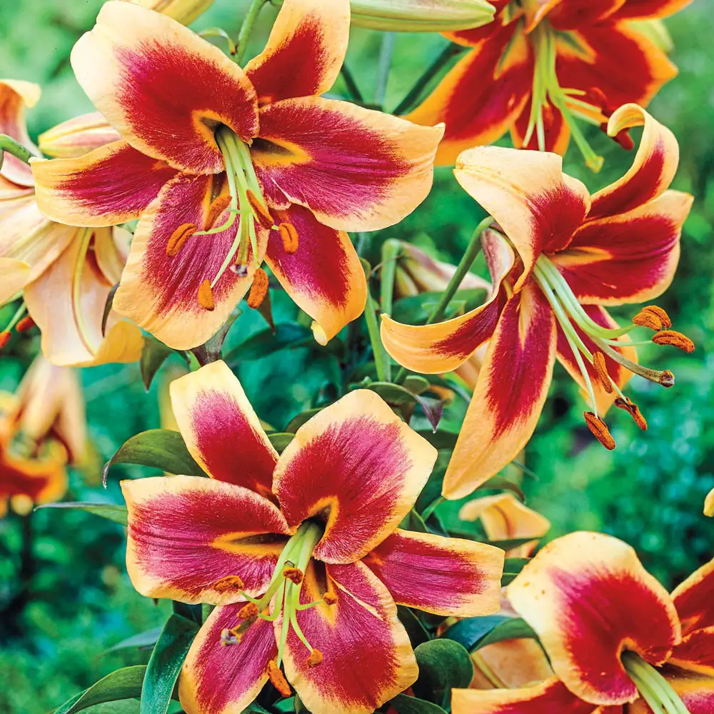 Giant Orienpet Lily Red Morning