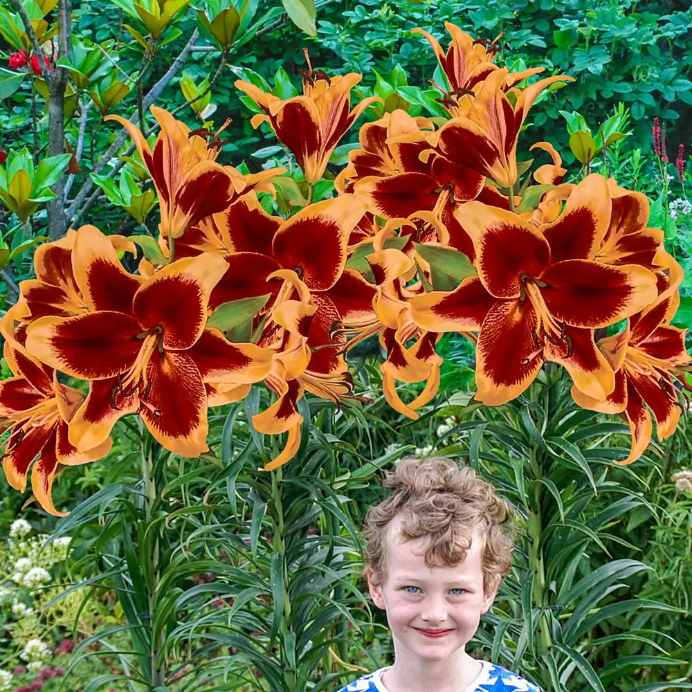 Giant Orienpet Lily Red Morning - Image 2