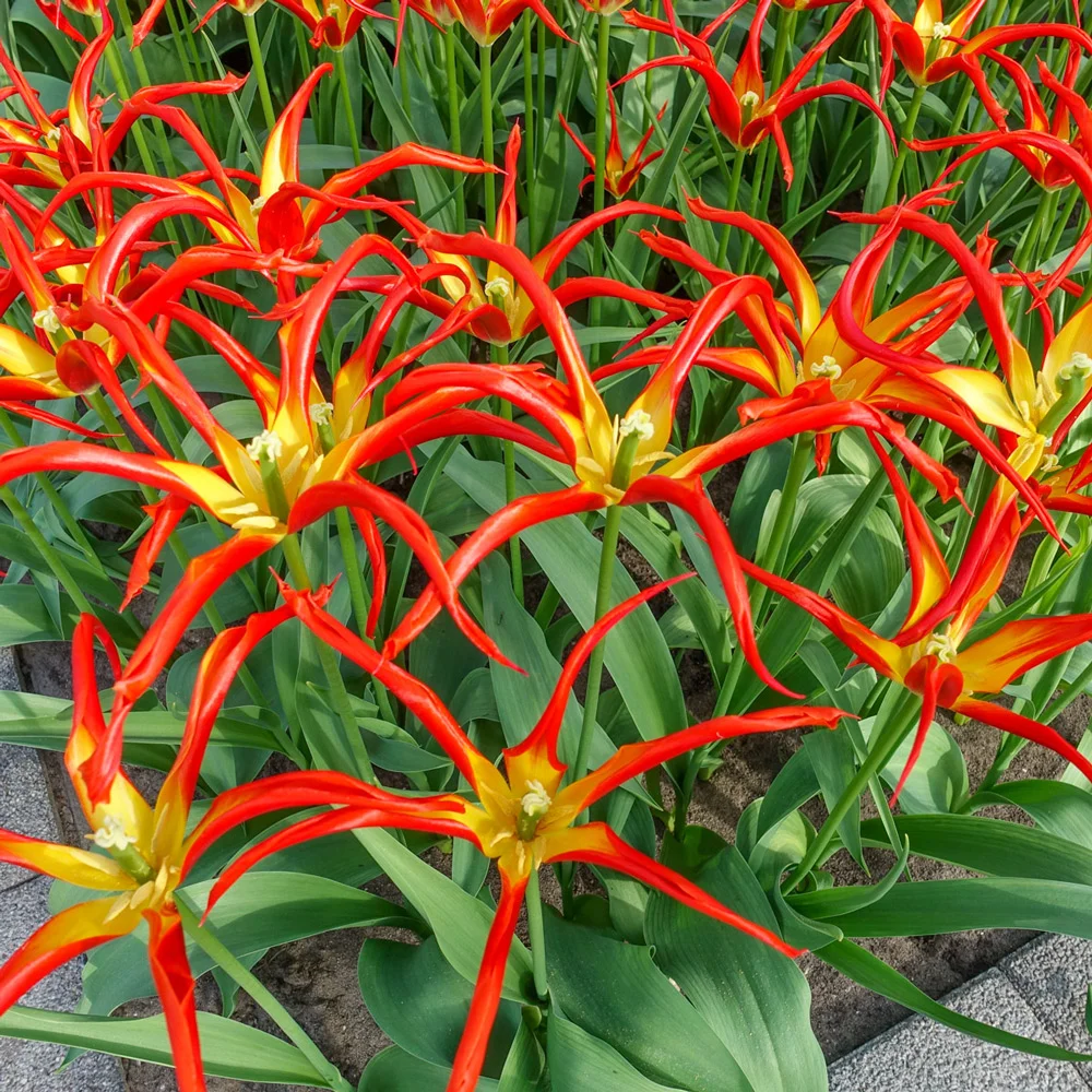 Lily-Flowering Tulip Go Go Red - Image 2