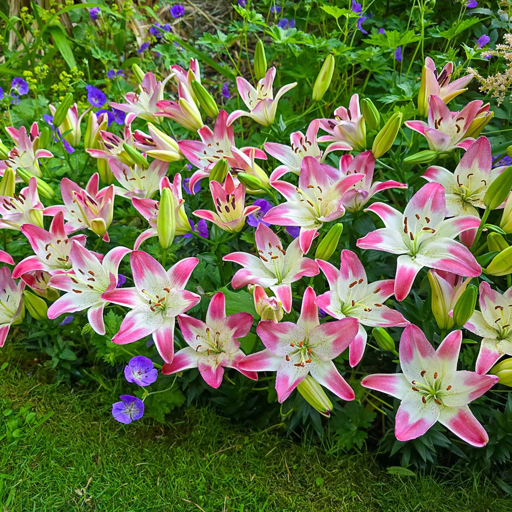 Lily Lollypop