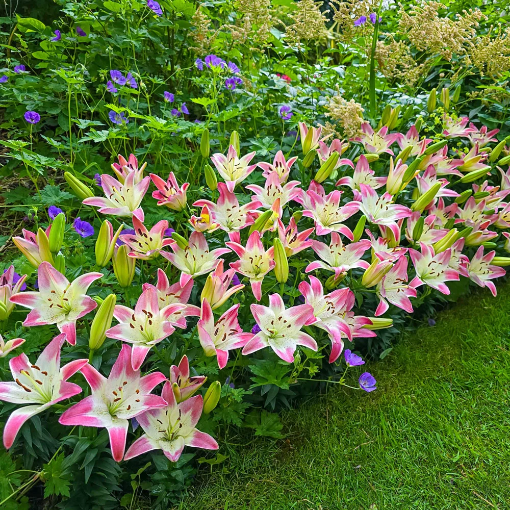 Lily Lollypop - Image 2