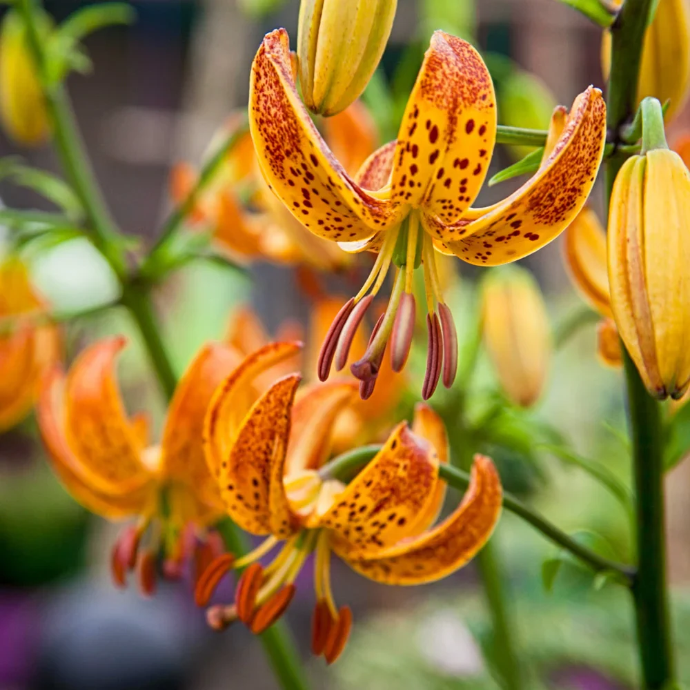 Martagon Lily Sunny Morning