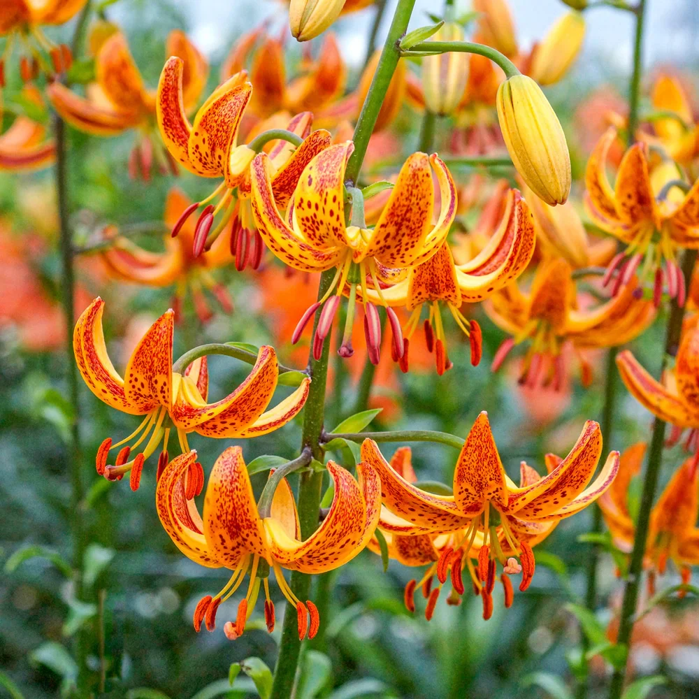 Martagon Lily Sunny Morning - Image 5