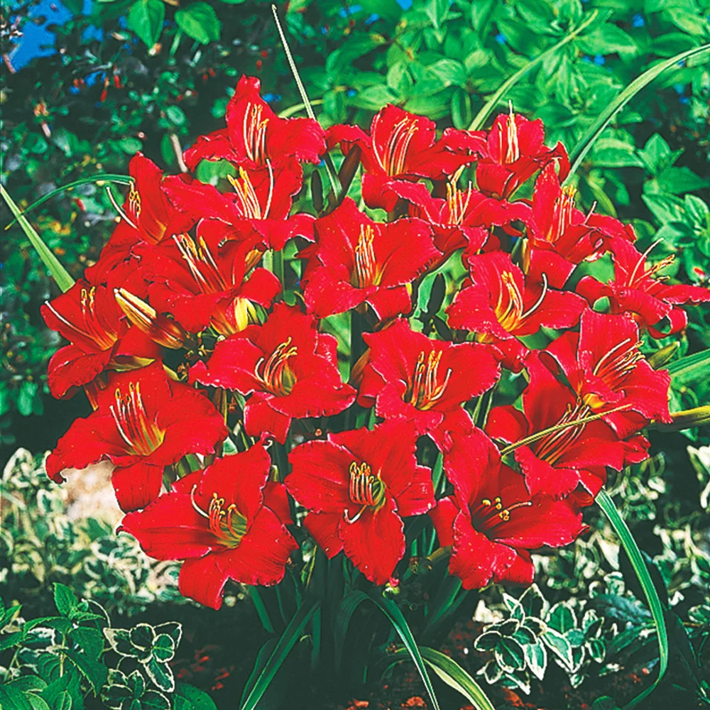 Daylily Little Business - Image 2