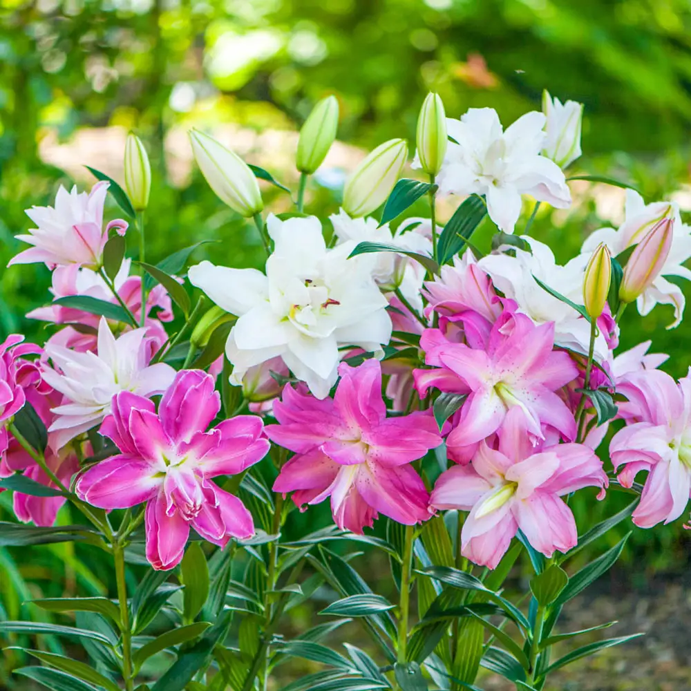 Lotus Lily Mixture - Image 2