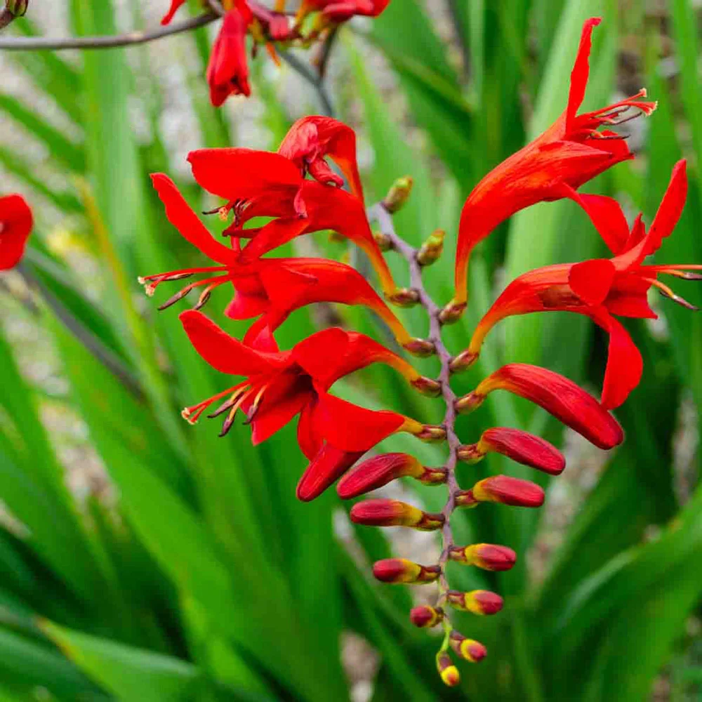 Crocosmia Lucifer - Image 3