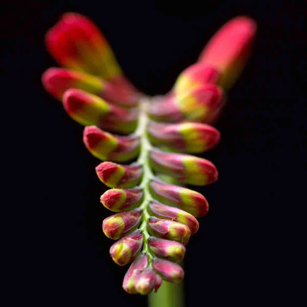 Crocosmia Lucifer - Image 4