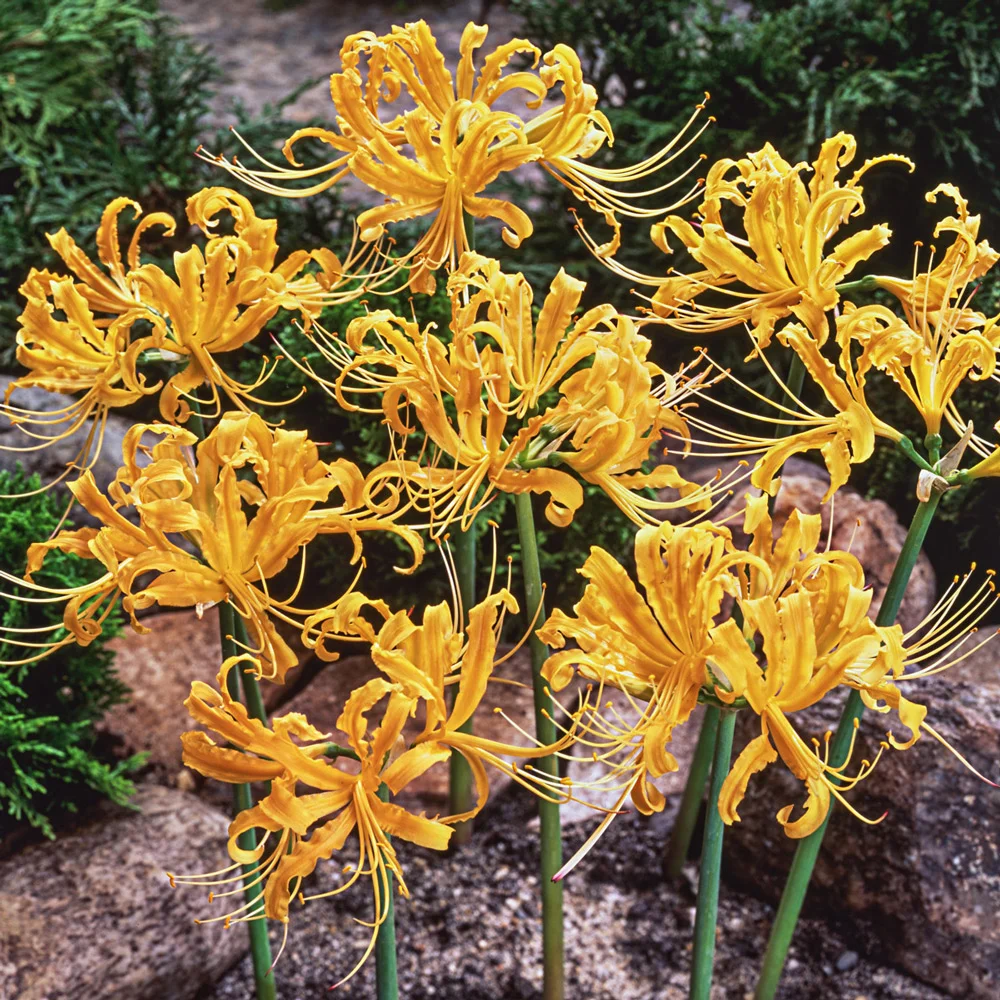 Lycoris aurea (Golden Spider Lily) - Image 2