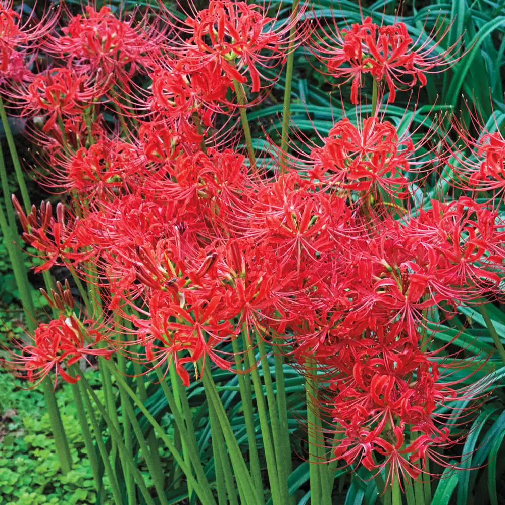 Lycoris radiata (Red Spider Lily) - Image 3