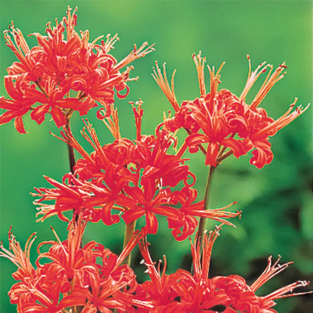 Lycoris radiata (Red Spider Lily) - Image 4