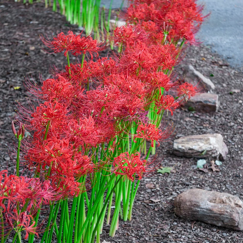 Lycoris radiata (Red Spider Lily) - Image 5