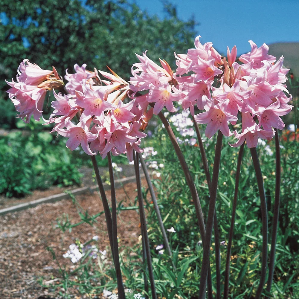 Lycoris squamigera (Amaryllis hallii) - Image 2