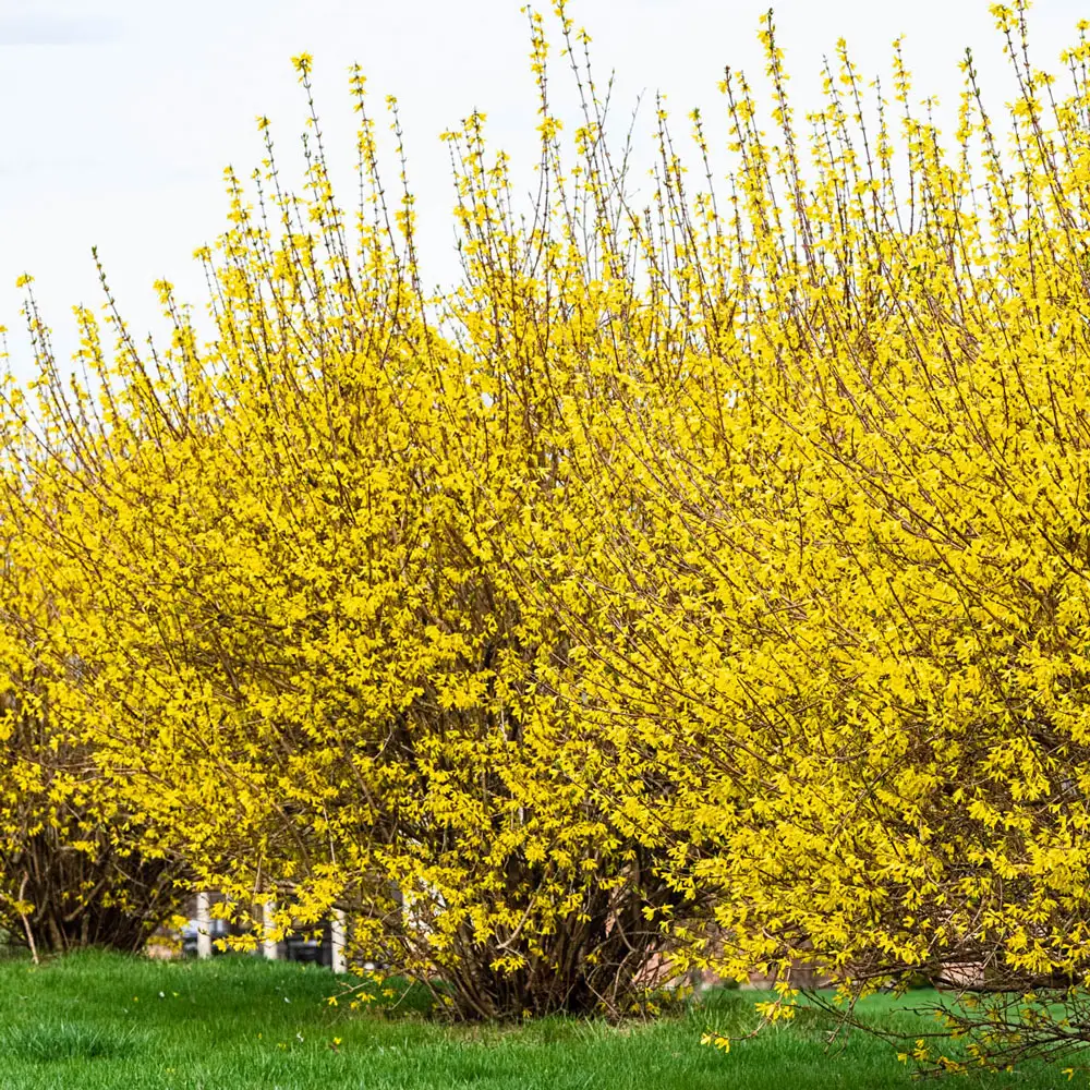 Lynwood Gold Forsythia - Image 2