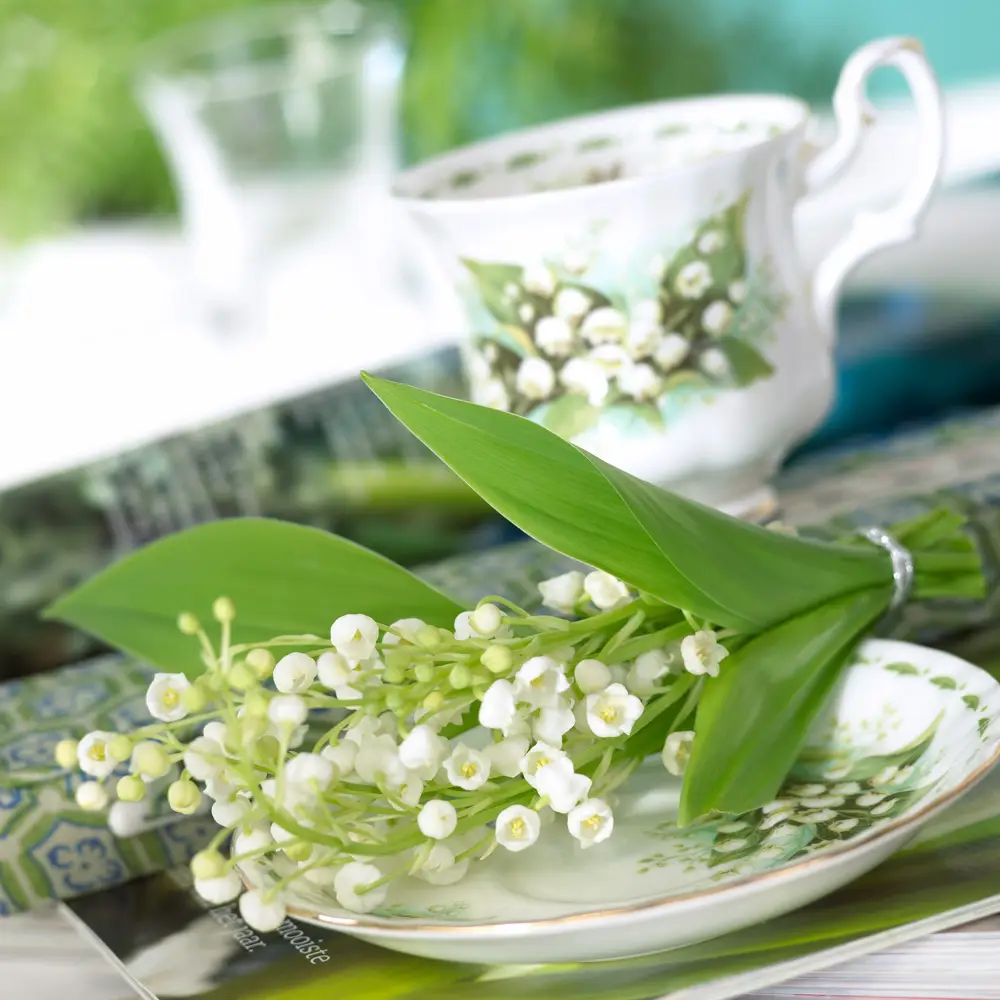 Convallaria majalis (Lily-of-the-Valley) - Image 10