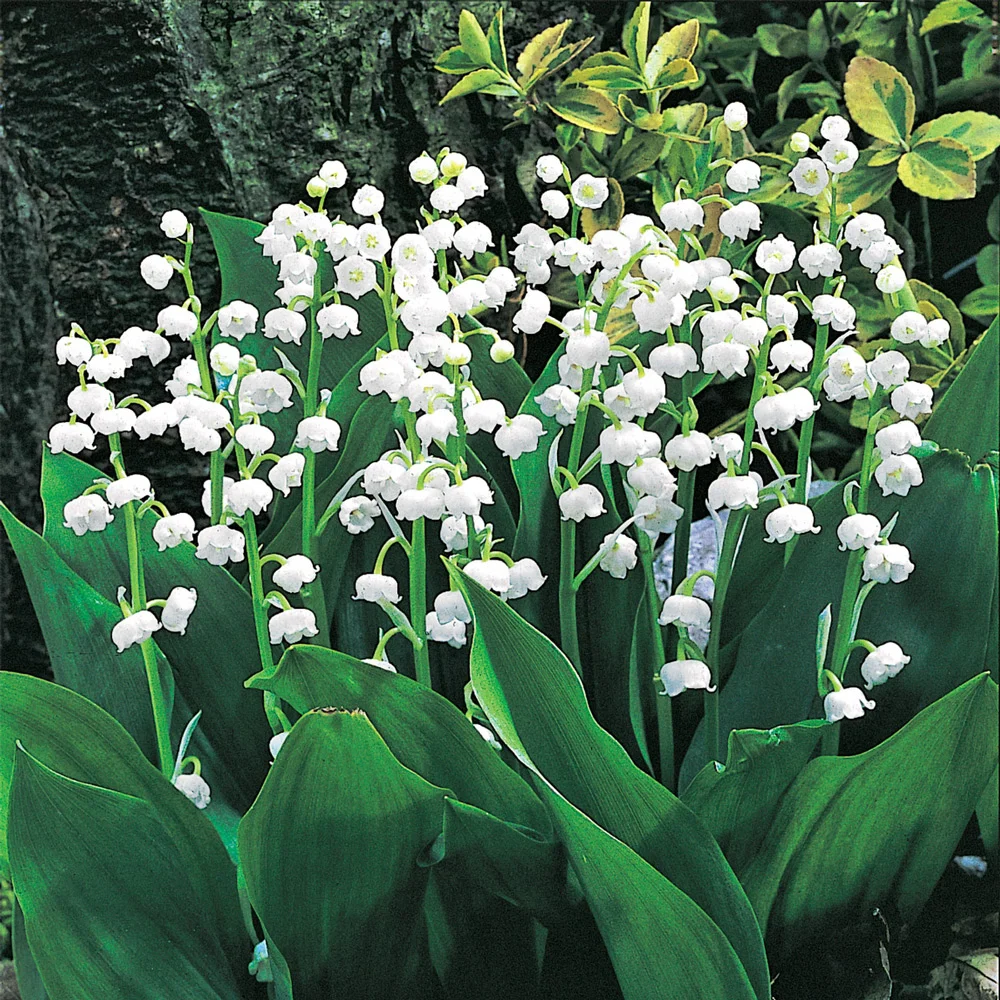 Convallaria majalis (Lily-of-the-Valley) - Image 4