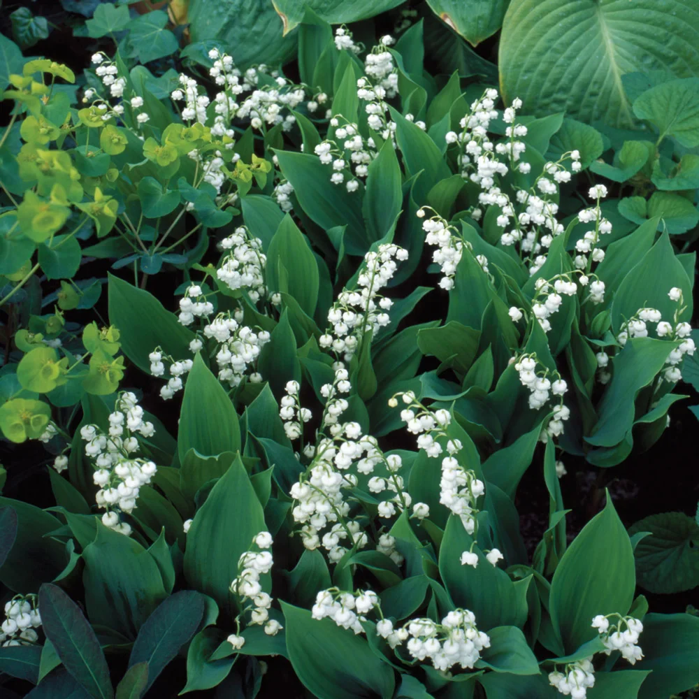 Convallaria majalis (Lily-of-the-Valley) - Image 5