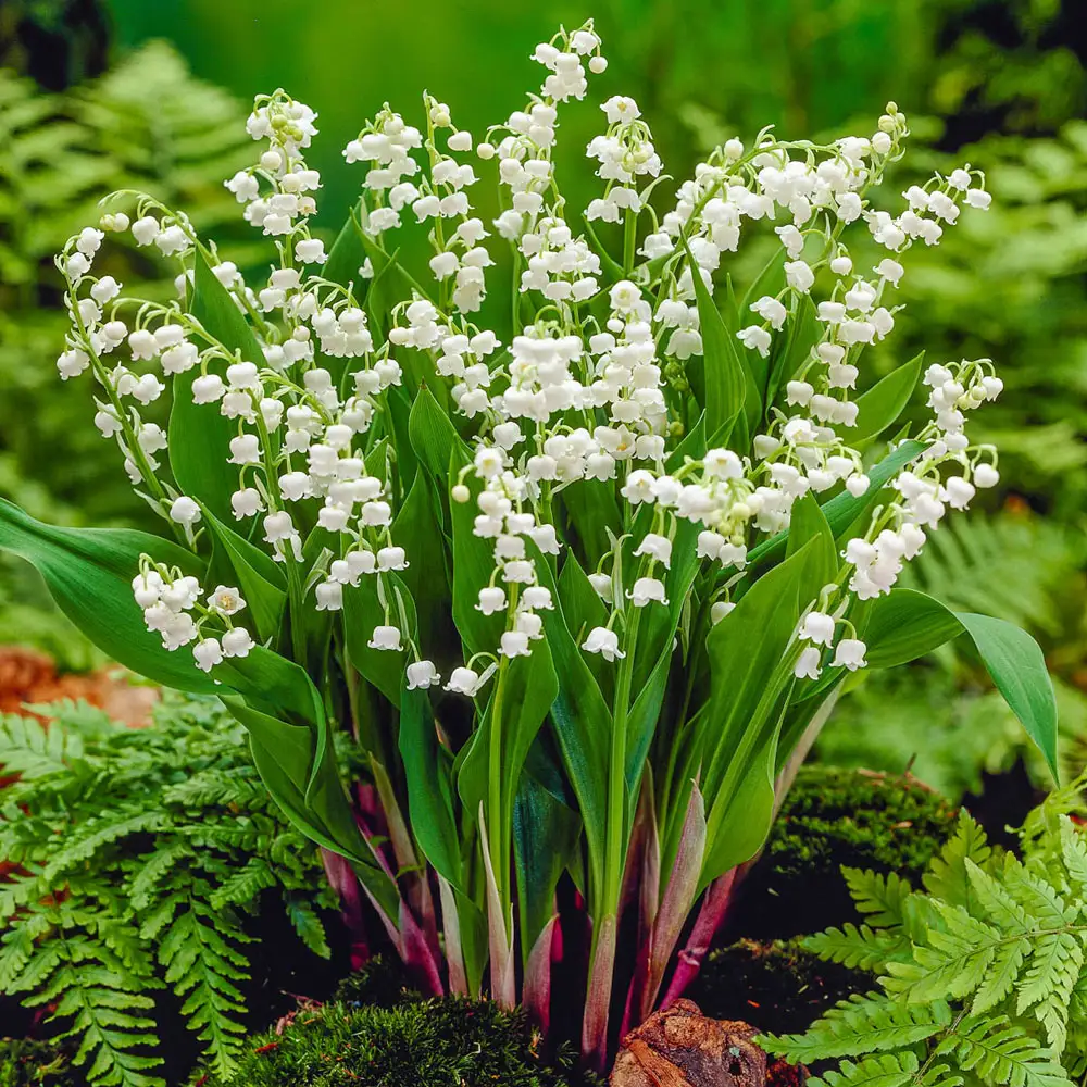 Convallaria majalis (Lily-of-the-Valley) - Image 7
