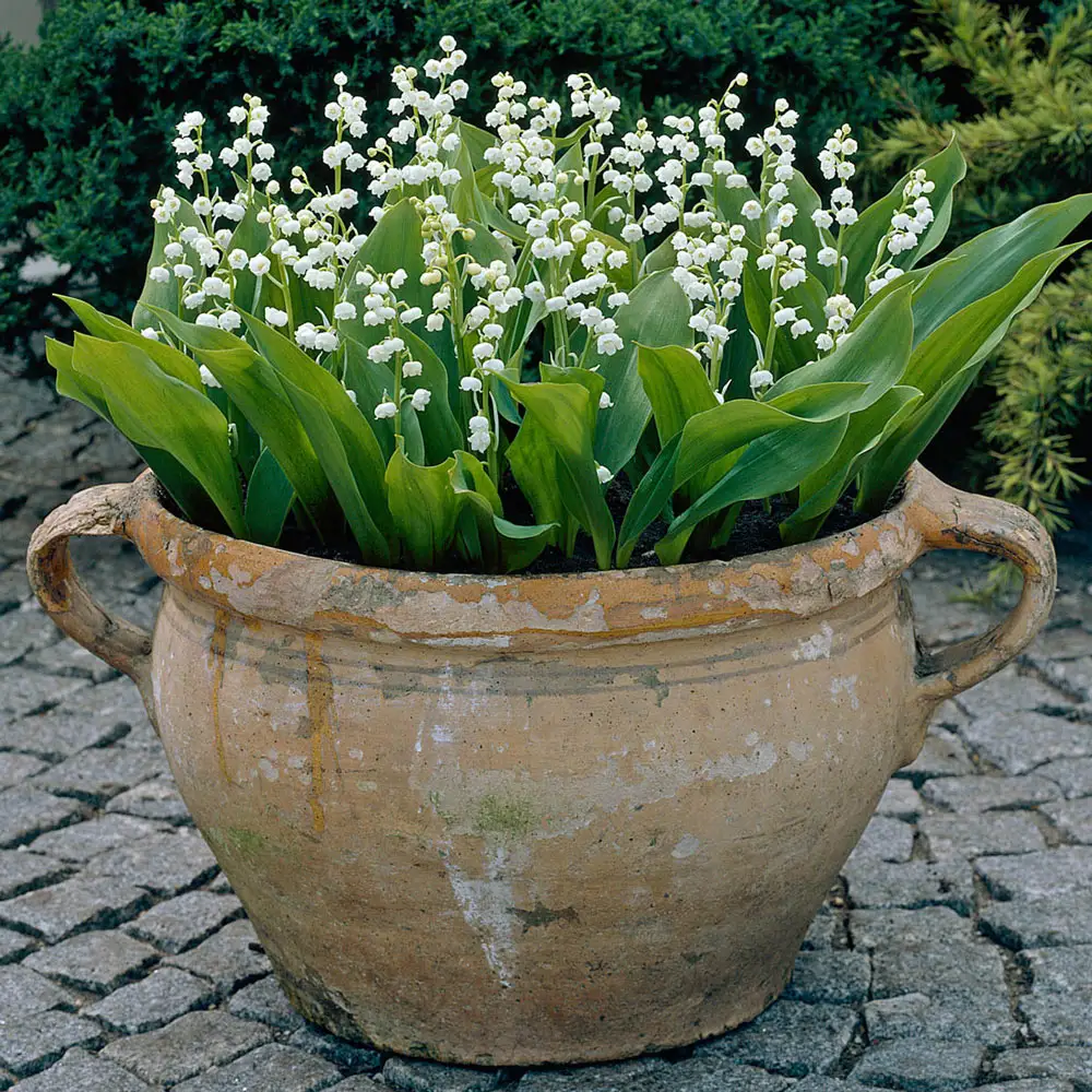 Convallaria majalis (Lily-of-the-Valley) - Image 8