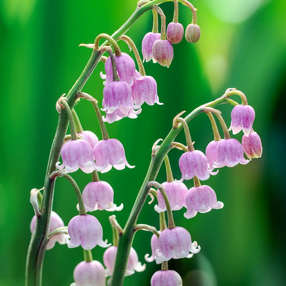 Pink Lily-of-the-Valley - Image 4