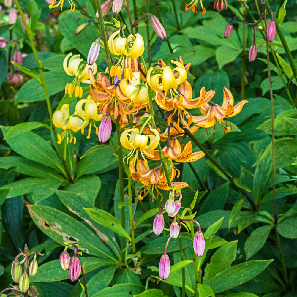 Martagon Lily Mixture - Image 3