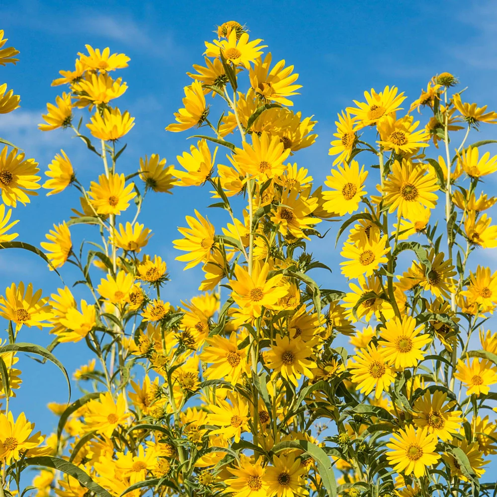 Maximilian Sunflower (Helianthus maximiliani)