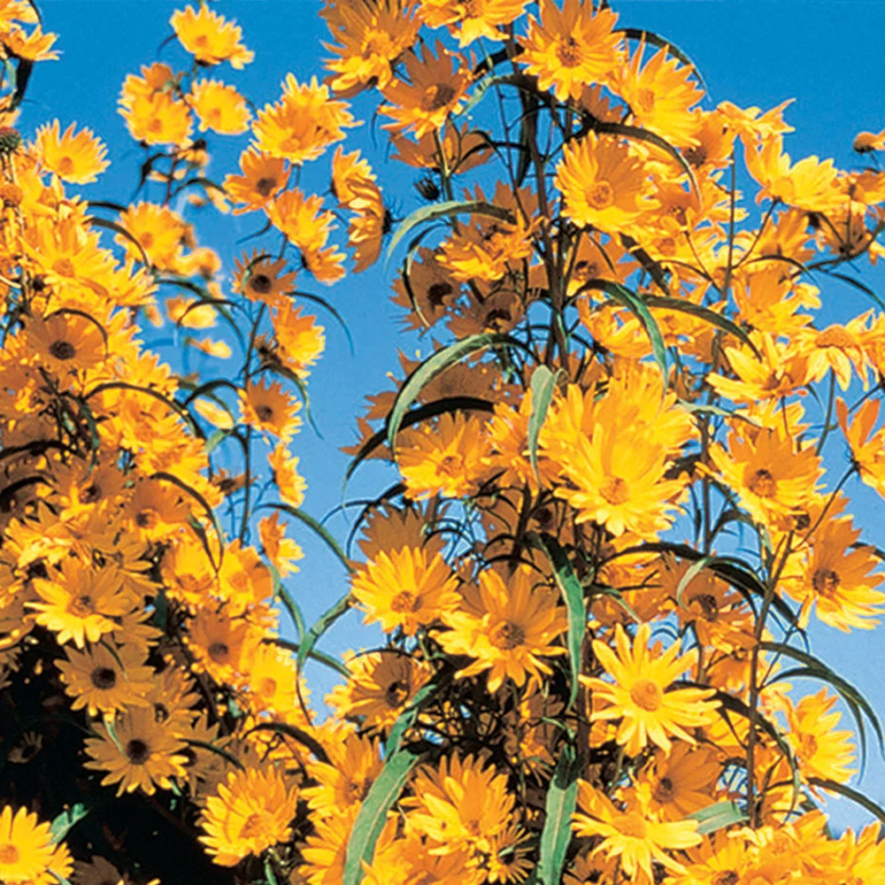 Maximilian Sunflower (Helianthus maximiliani) - Image 2