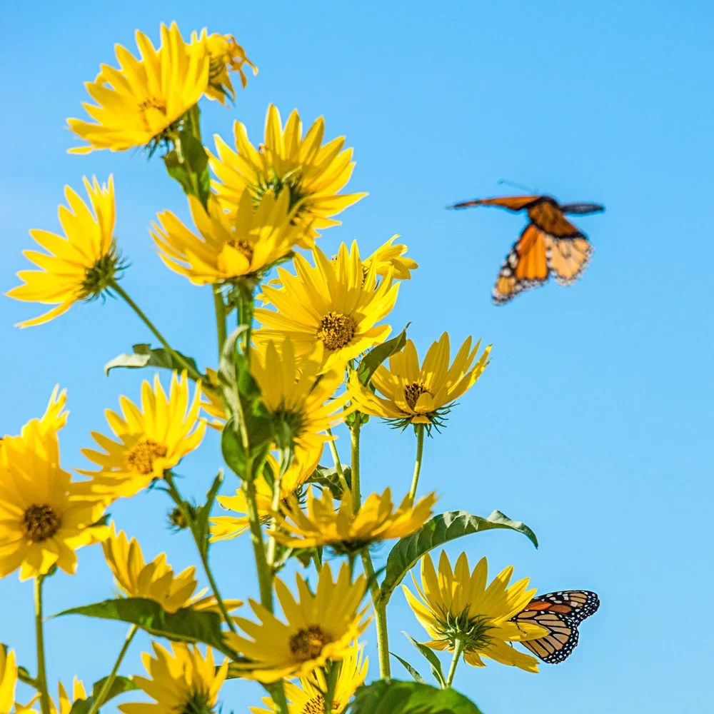 Maximilian Sunflower (Helianthus maximiliani) - Image 7