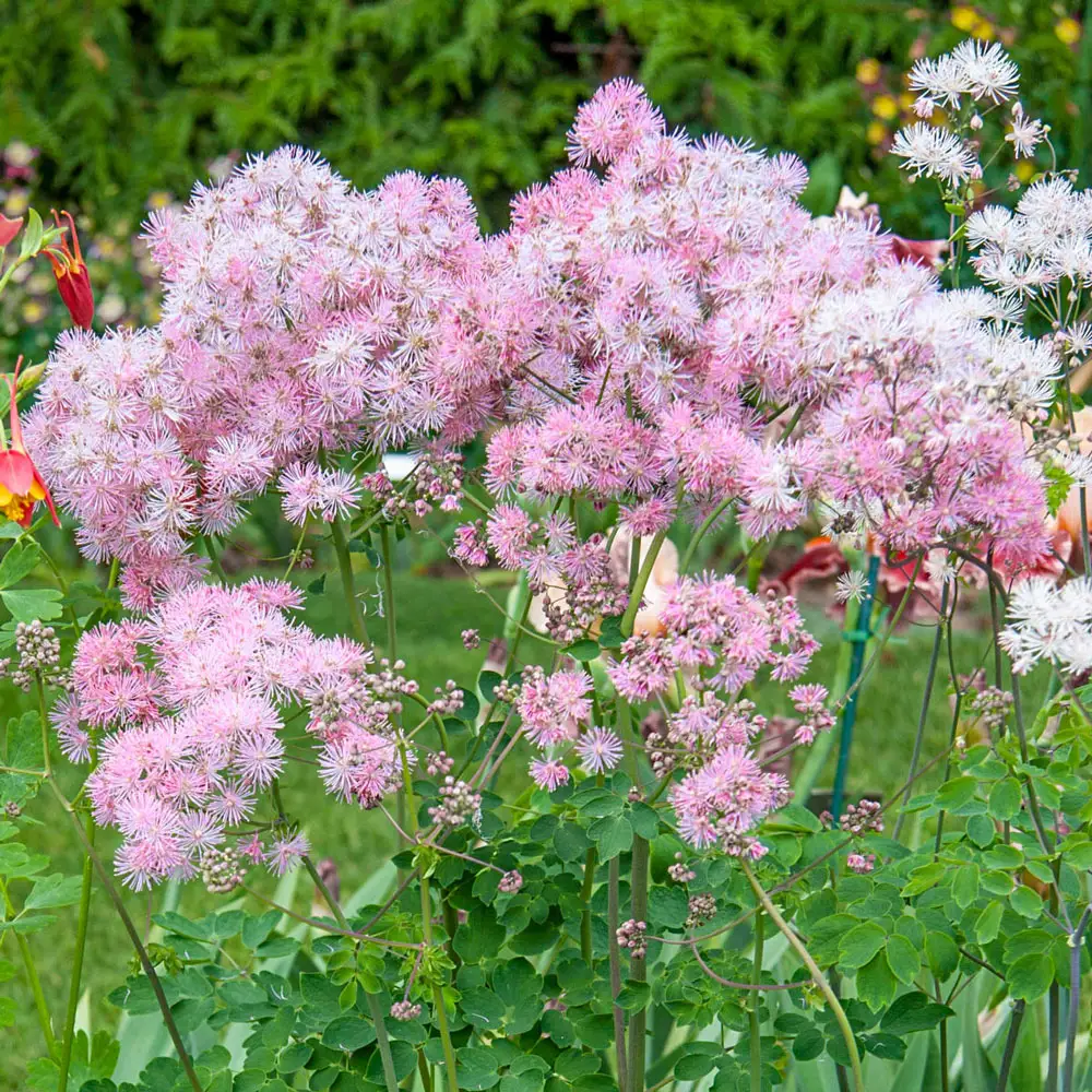 Meadow Rue - Image 2