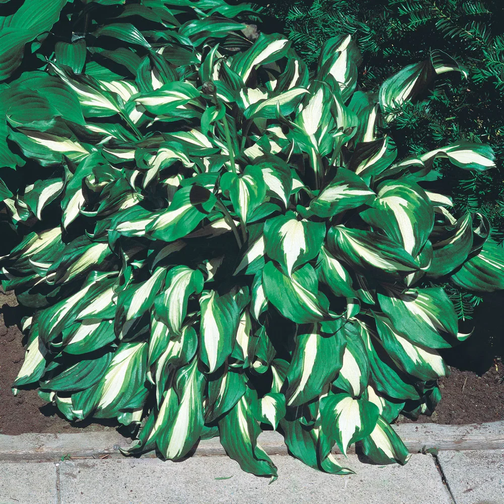 Hosta Mediovariegata - Image 2