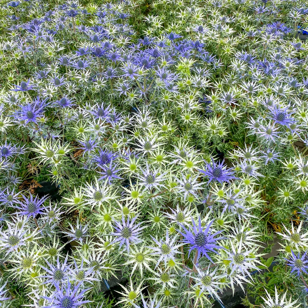 Mediterranean Sea Holly - Image 2