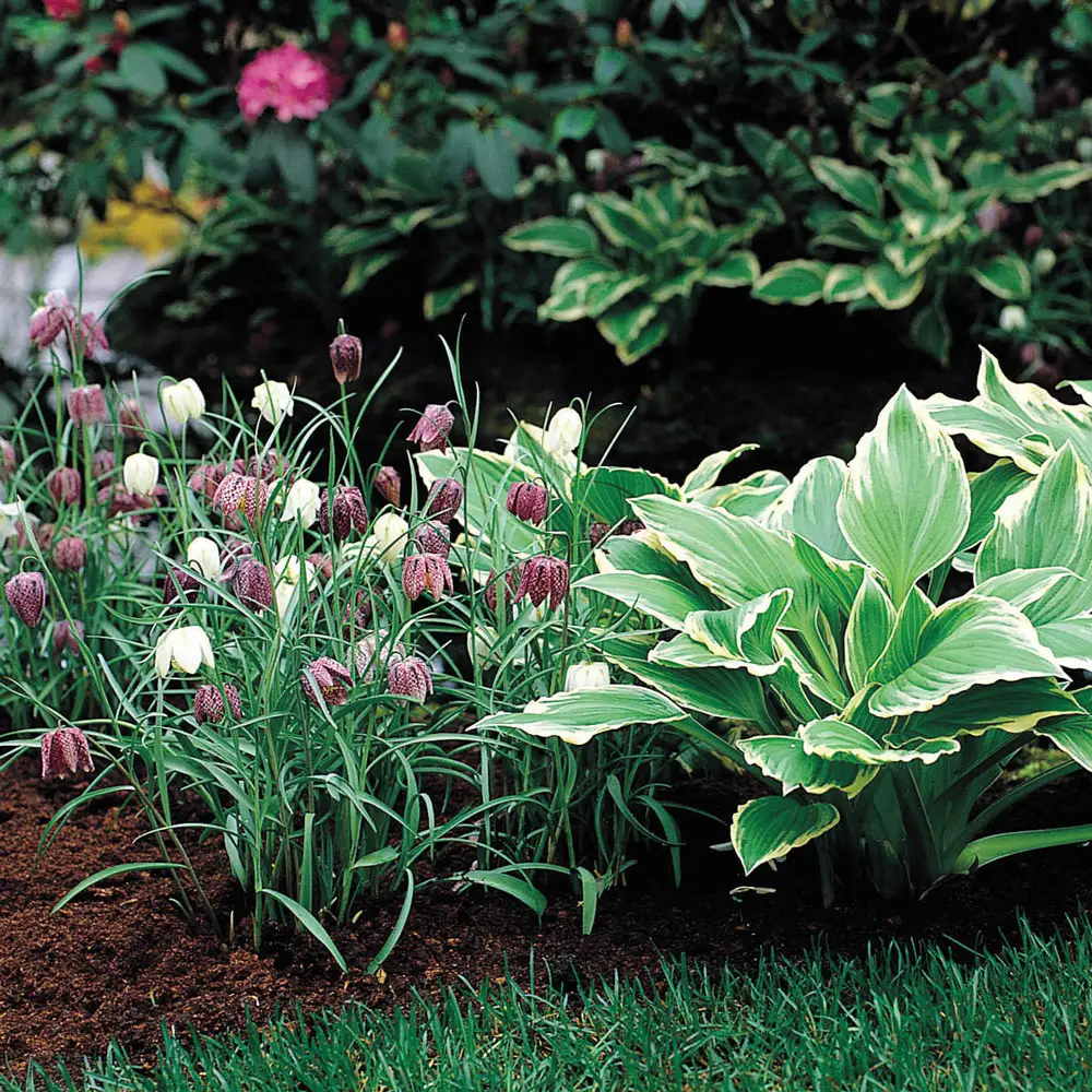 Fritillaria meleagris Mix - Image 3