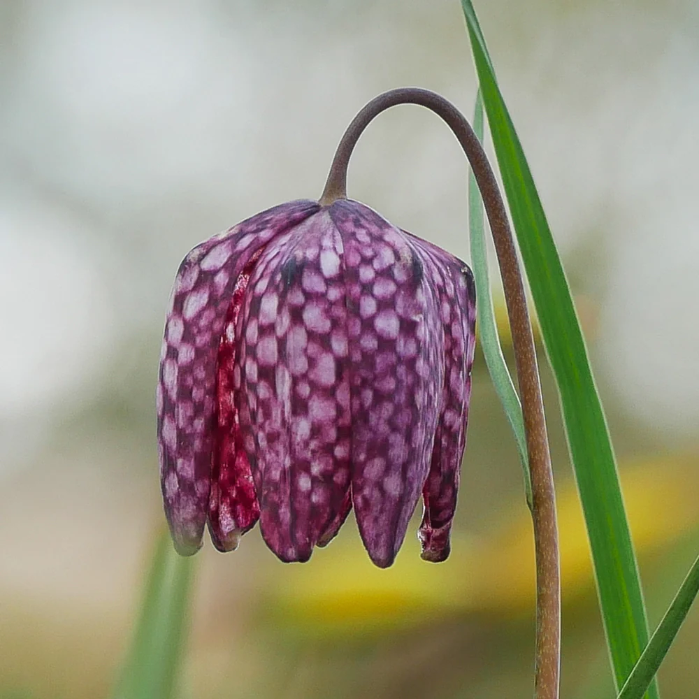 Fritillaria meleagris Mix - Image 4