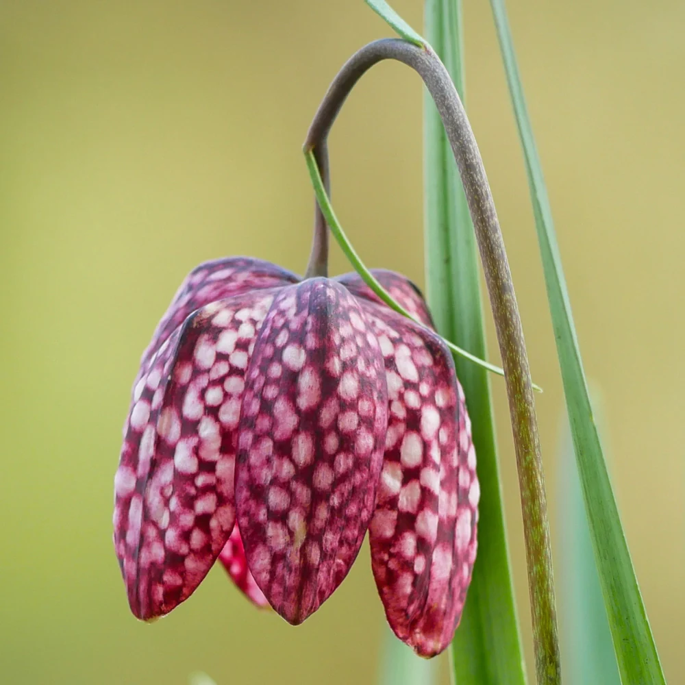 Fritillaria meleagris Mix - Image 5