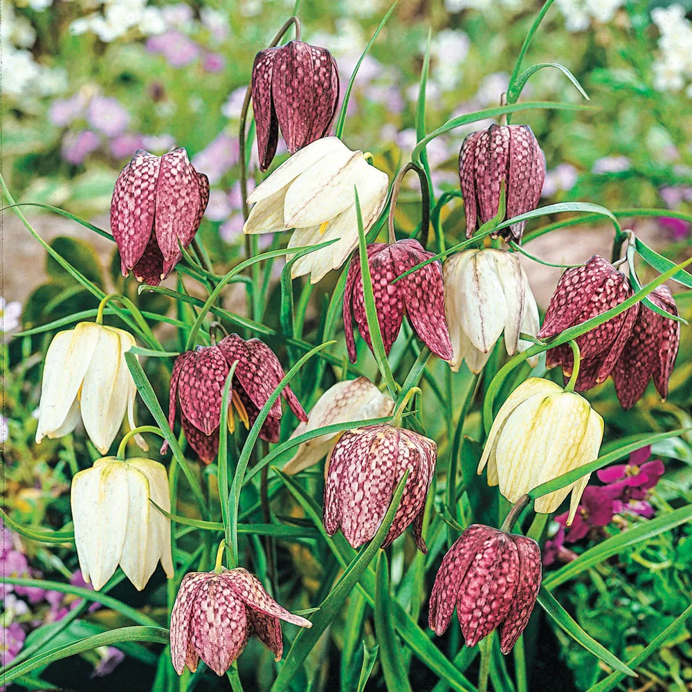 Fritillaria meleagris Mix - Image 6