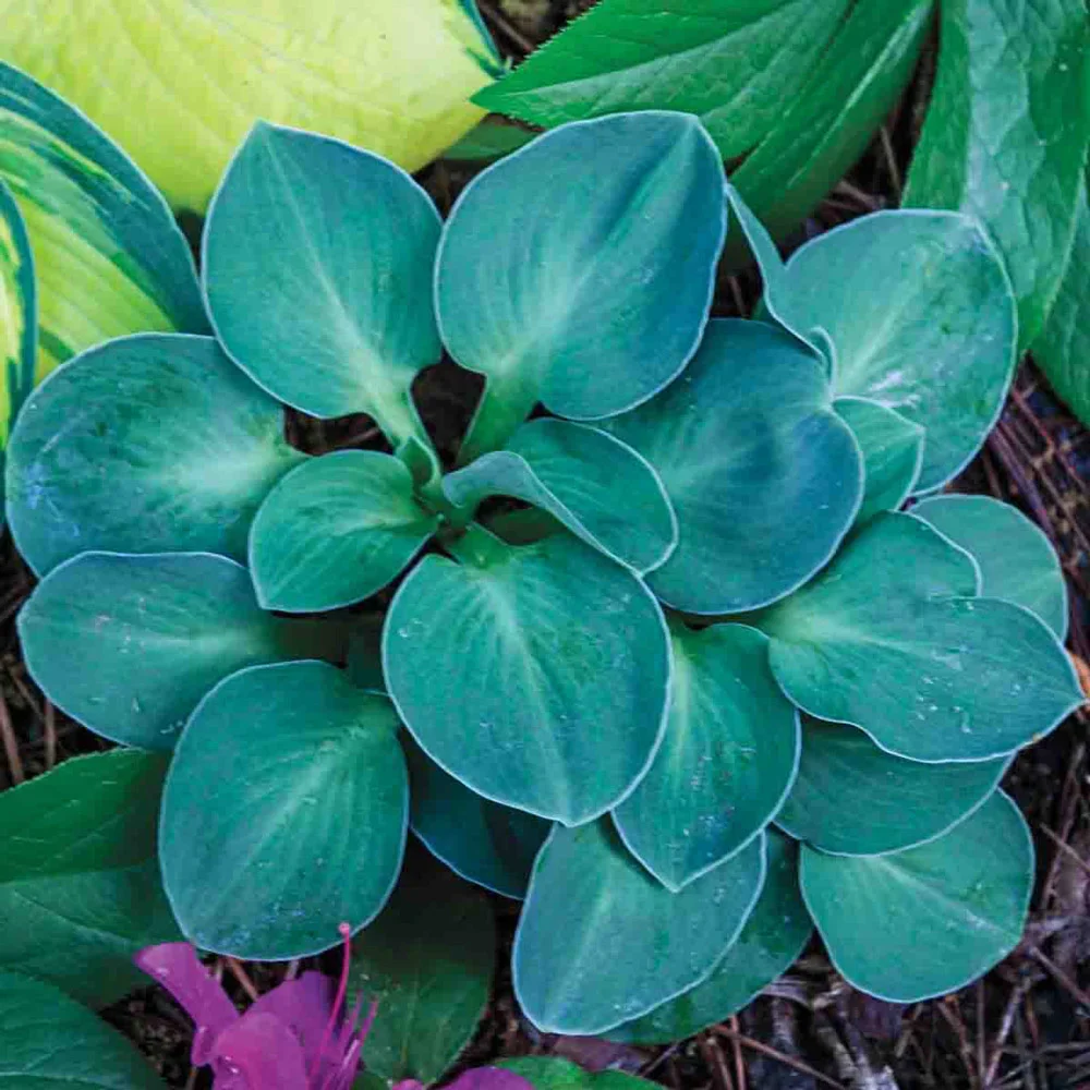Mini Hosta Blue Mouse Ears - Image 2